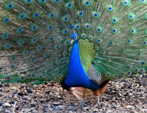 xp3-dot-us_DSC_5082-Edit (Just Be still, and know I AM)