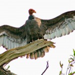 xp3-dot-us_DSC_5241 vulture